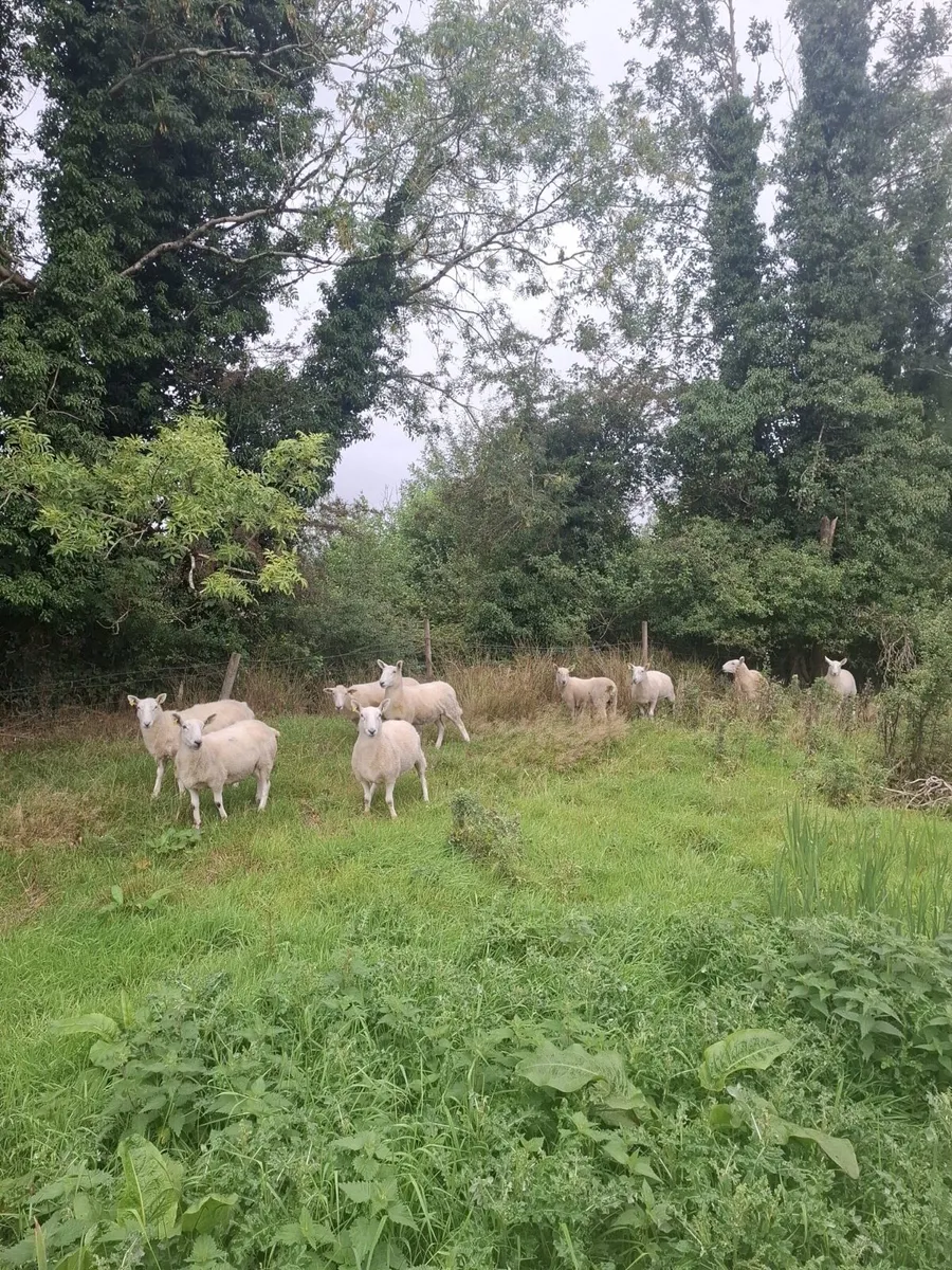 Sheep - Image 1