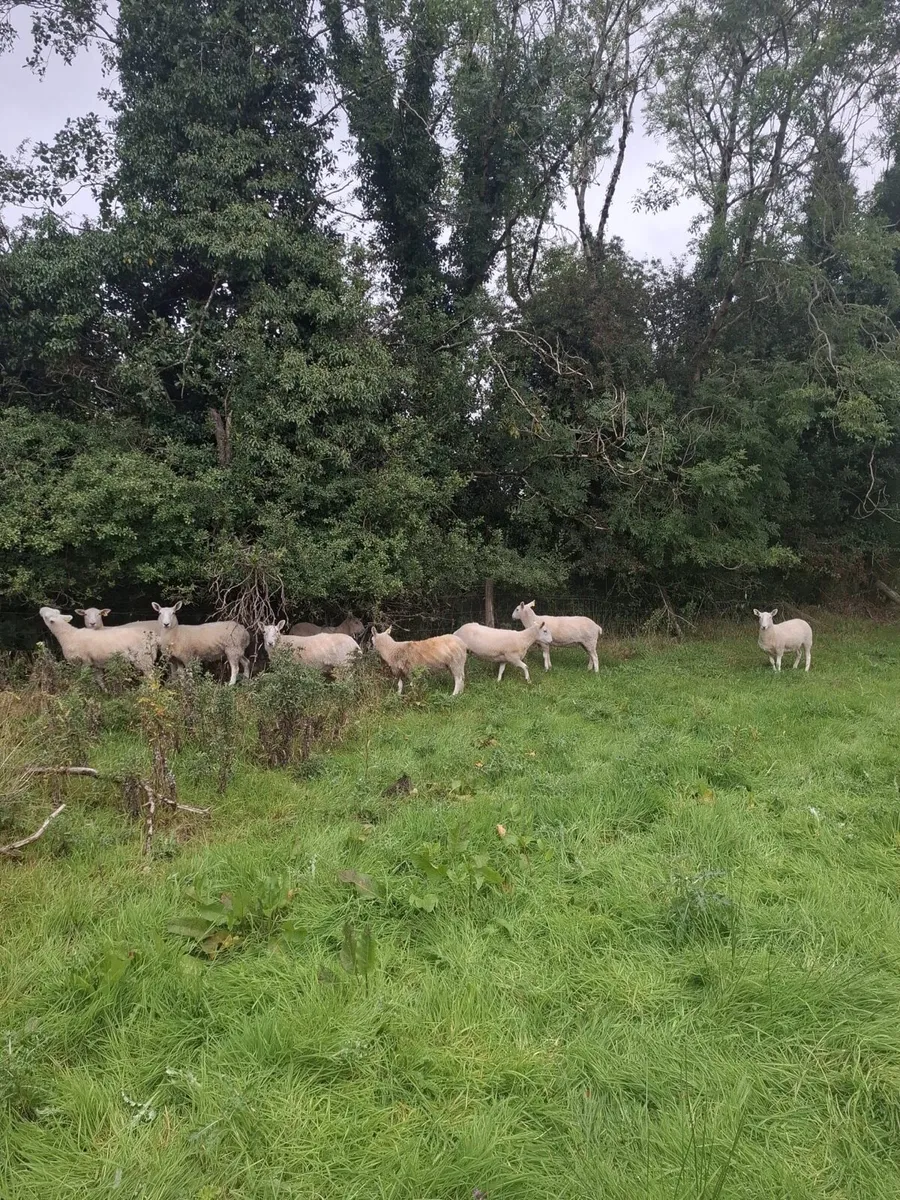 Sheep - Image 2