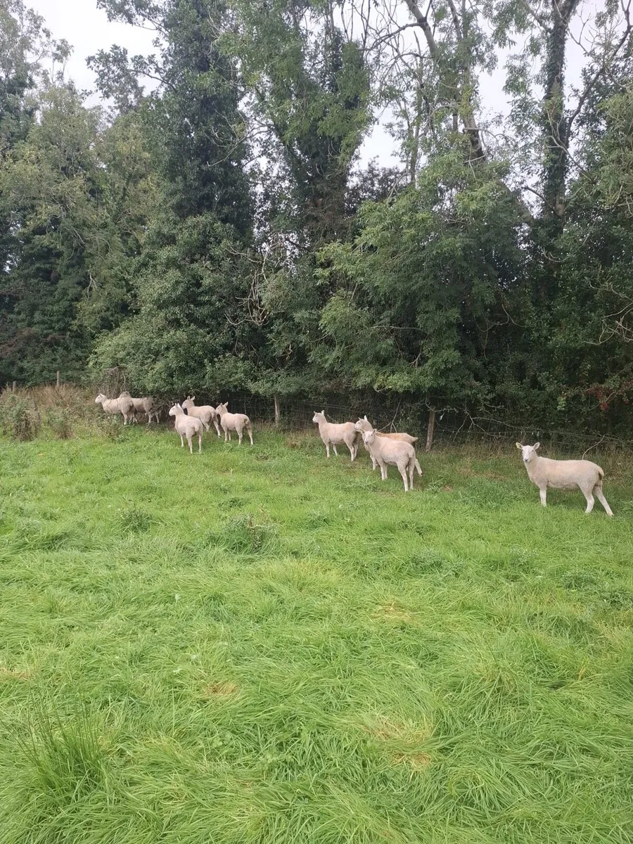 Sheep - Image 3