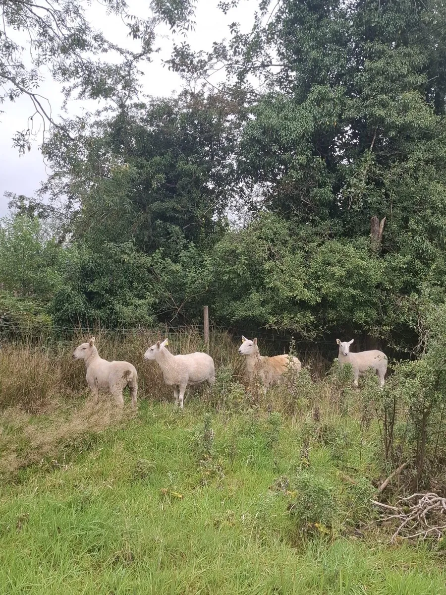 Sheep - Image 4