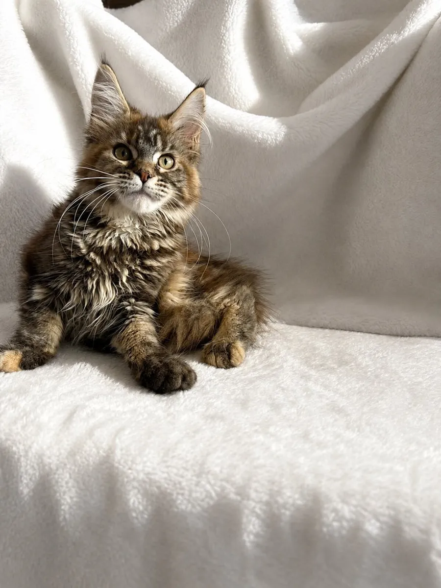 Beautiful purebreed Mainecoon female kitten - Image 3
