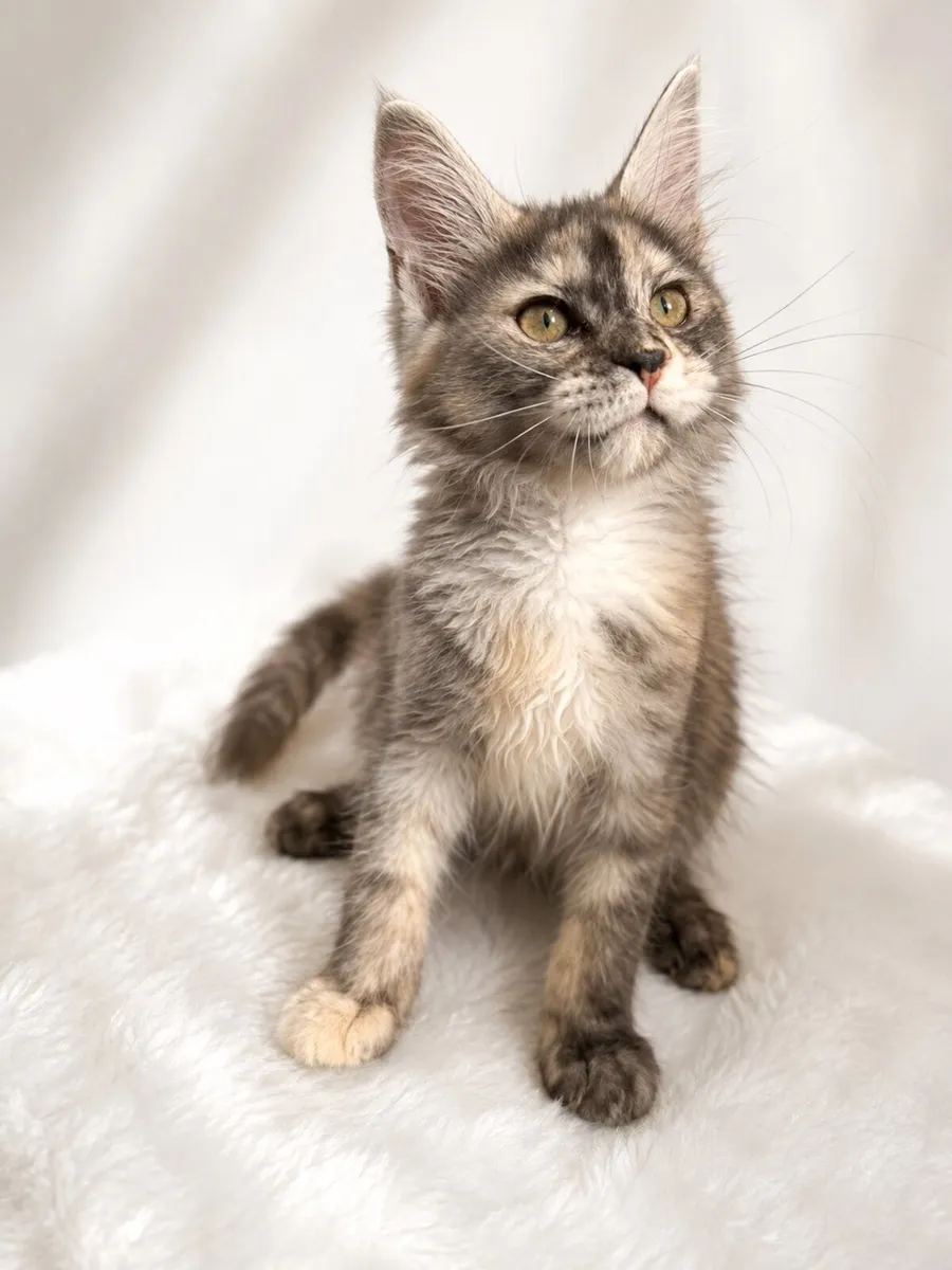 Beautiful purebreed Mainecoon female kitten - Image 4