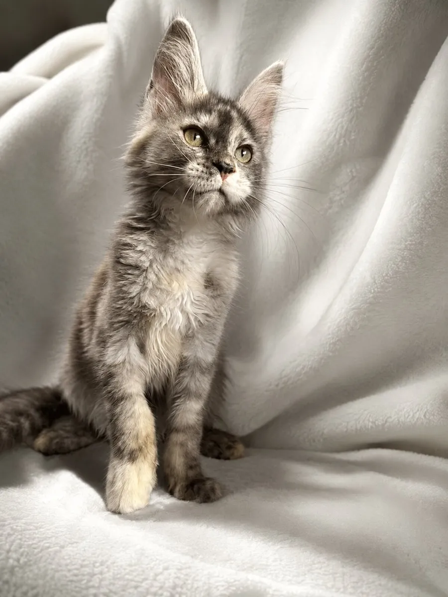 Beautiful purebreed Mainecoon female kitten - Image 2