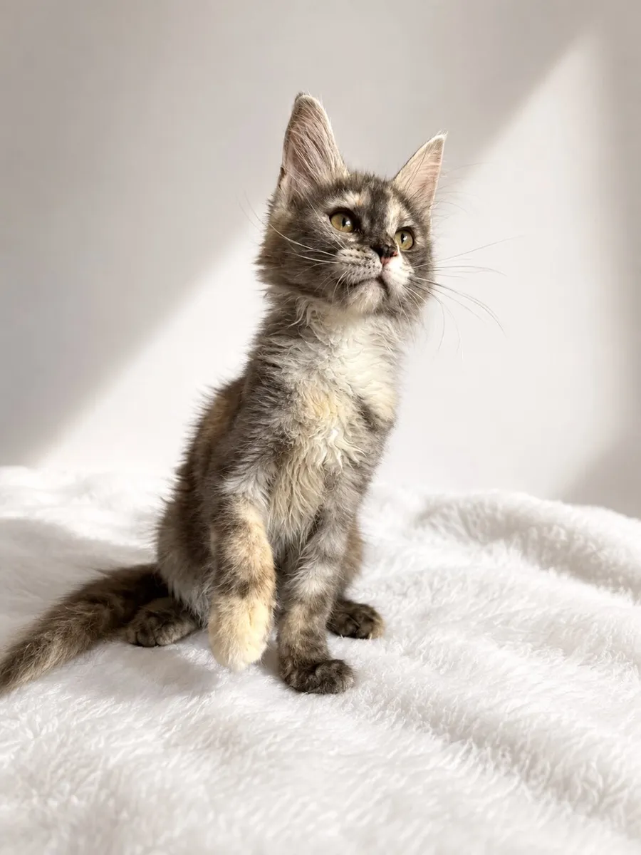Beautiful purebreed Mainecoon female kitten - Image 3