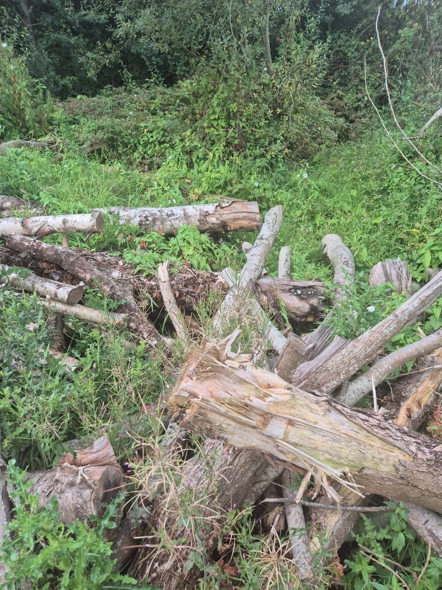 Free Firewood - Image 2