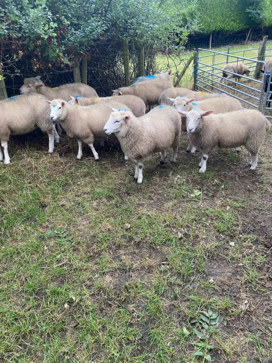 Sheep - Image 3