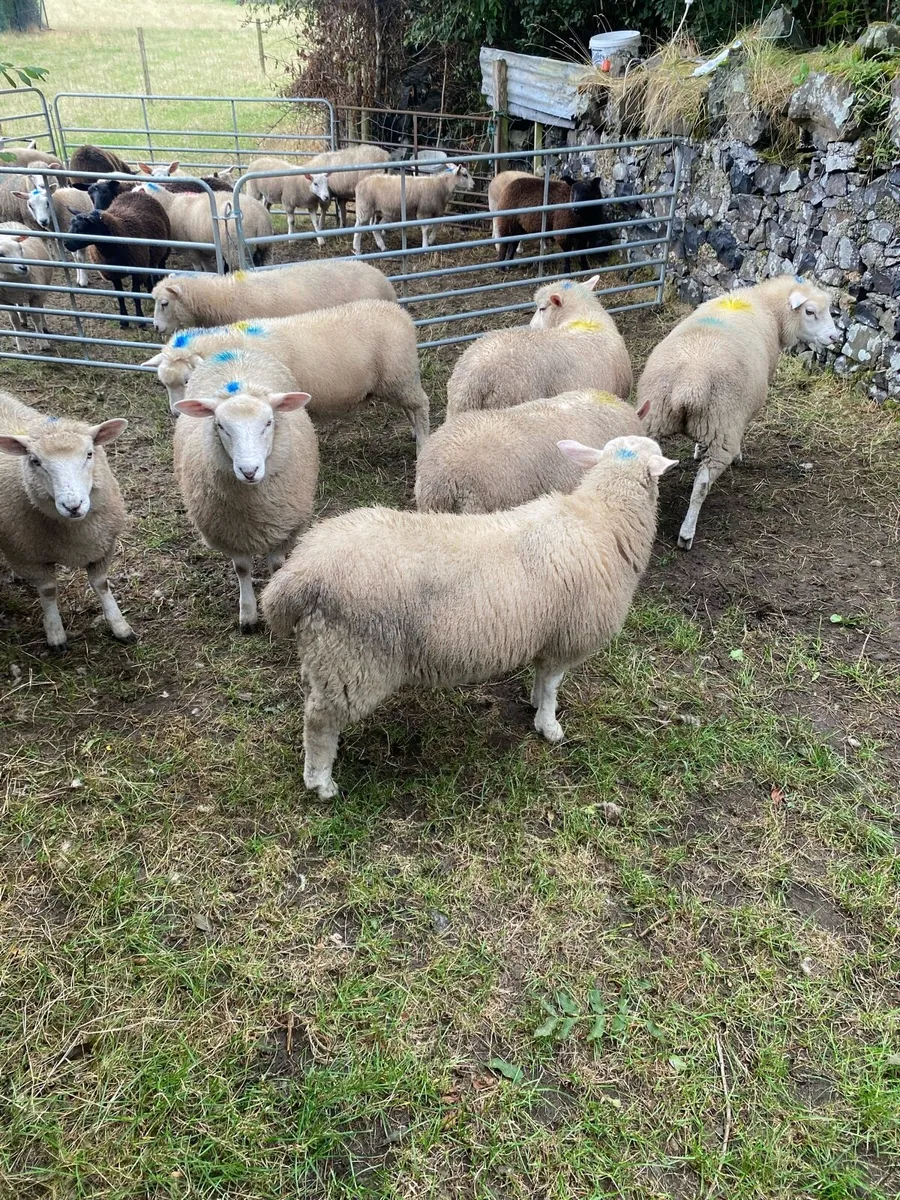 Sheep - Image 1