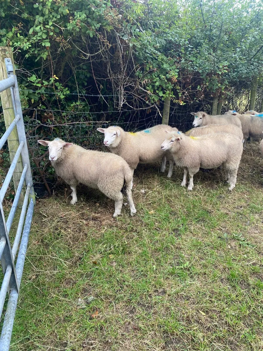 Sheep - Image 2