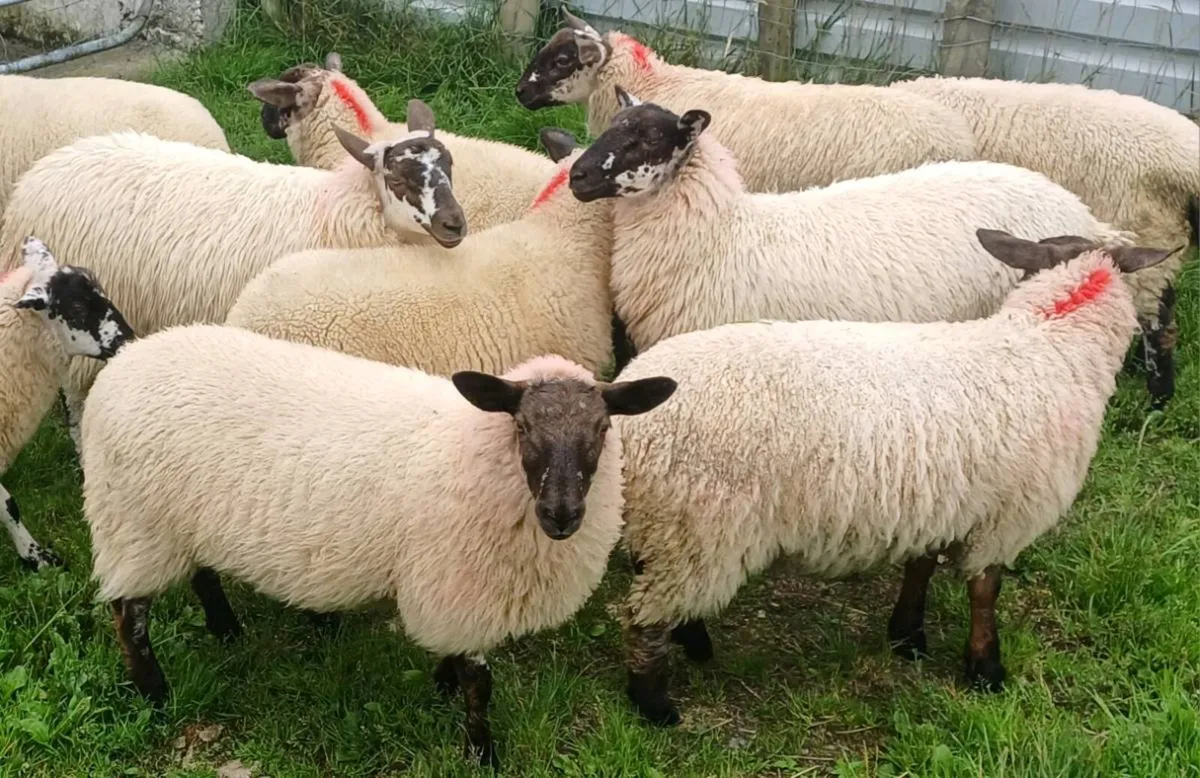 Ewe lambs for sale - Image 2