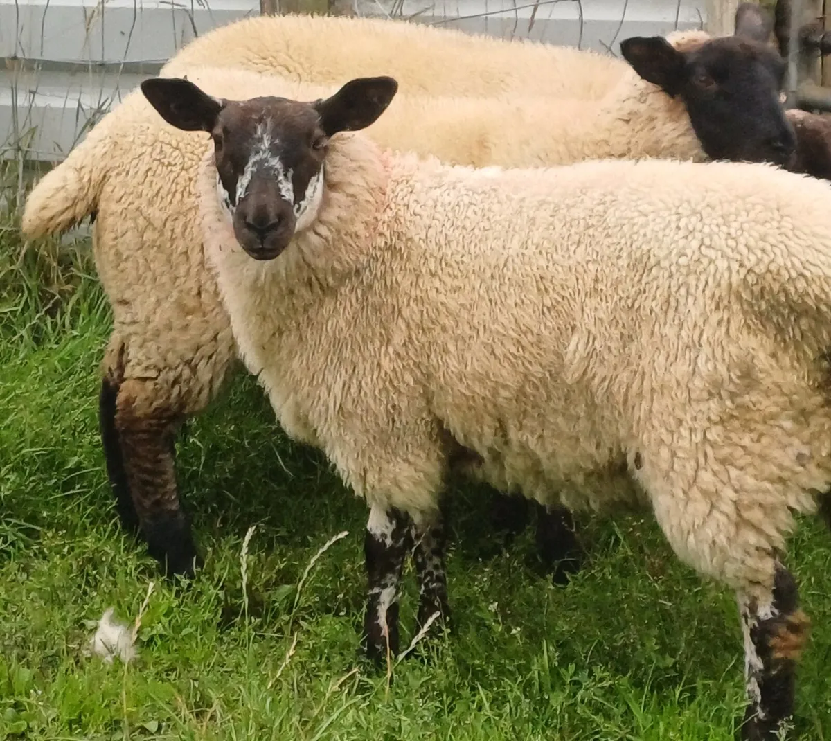 Ewe lambs for sale - Image 3