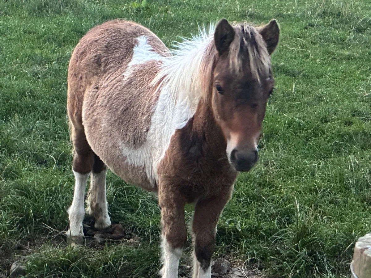 Shetland Falabella cross colt - Image 2