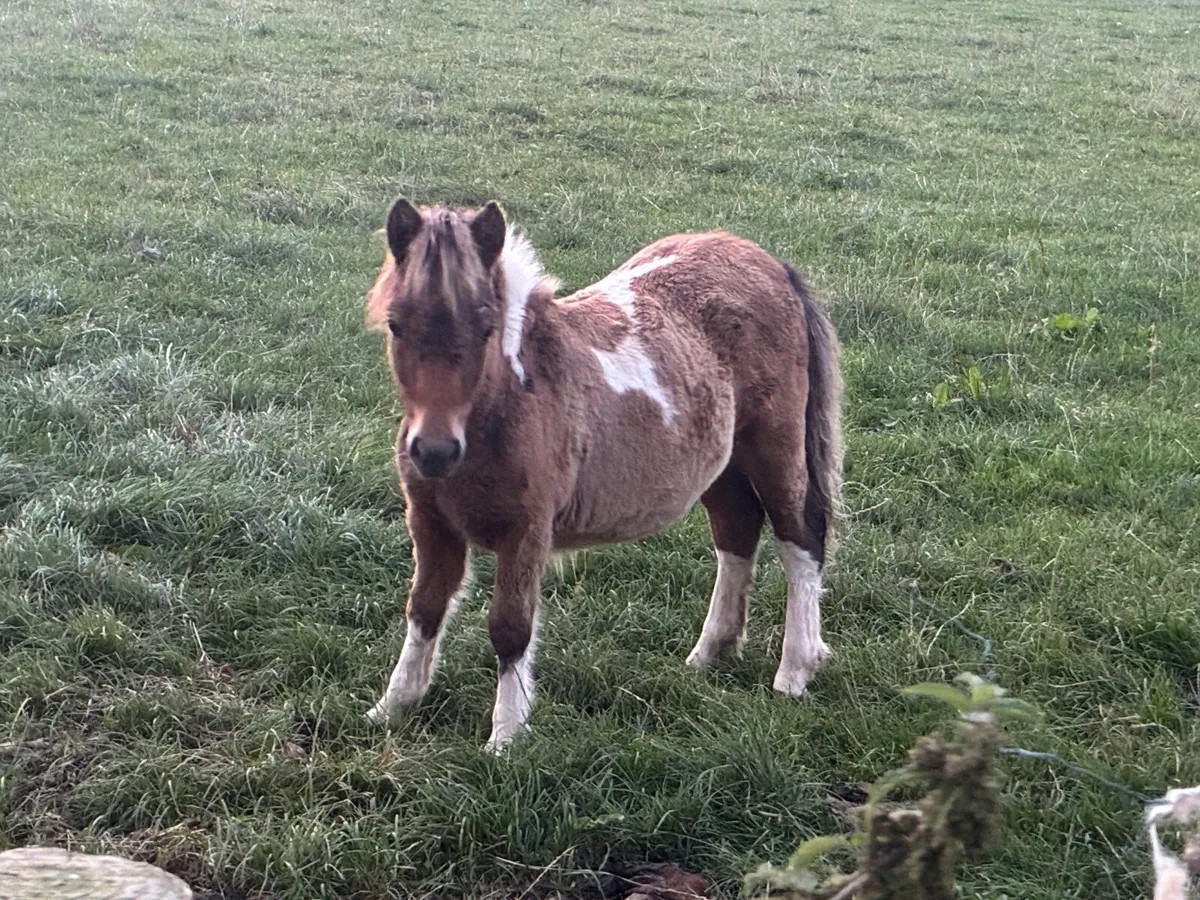 Shetland Falabella cross colt - Image 4