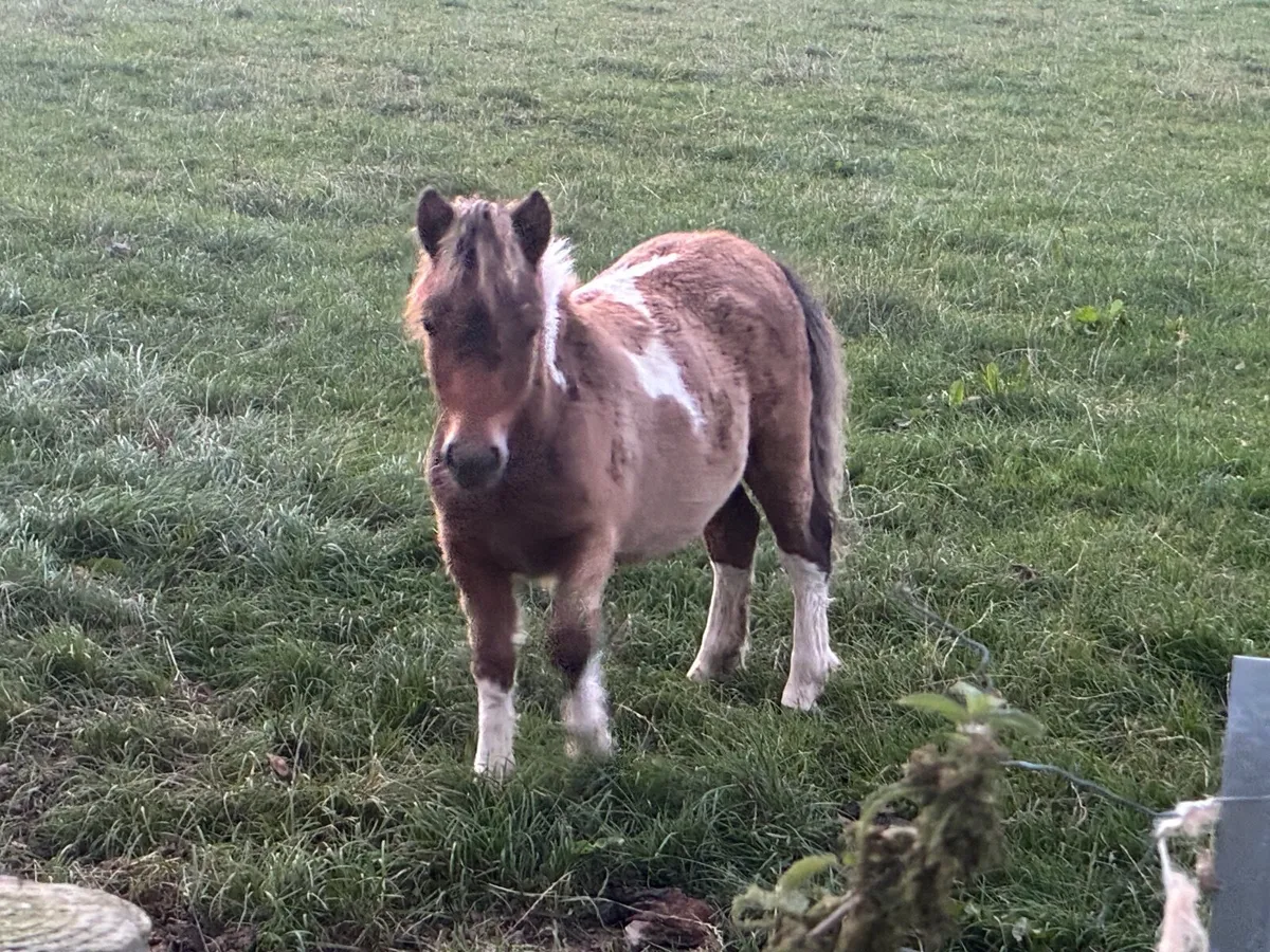 Shetland Falabella cross colt - Image 3