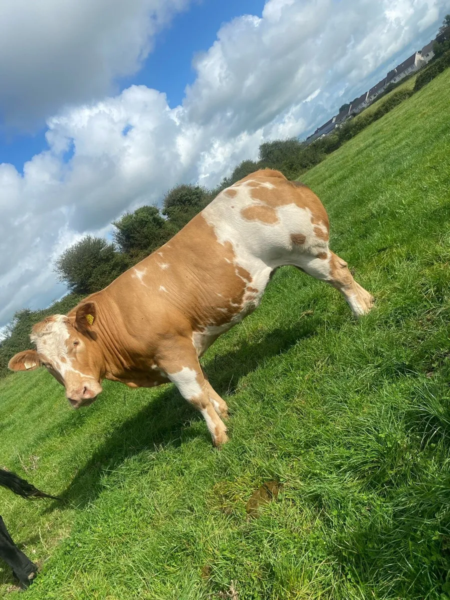 BBX Heifer - Image 2