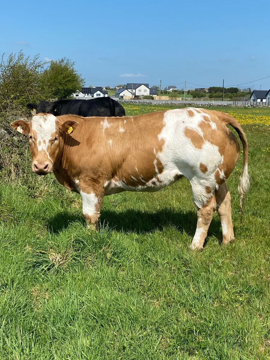 BBX Heifer - Image 1