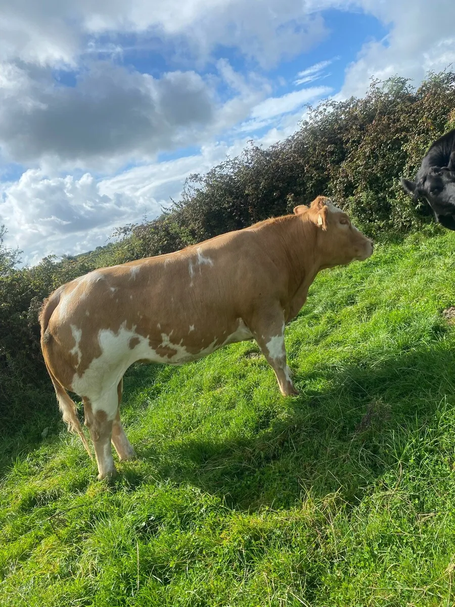 BBX Heifer - Image 3