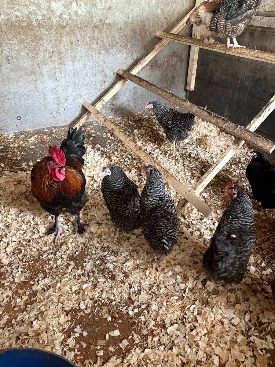 * Purebred Hens * - Image 1