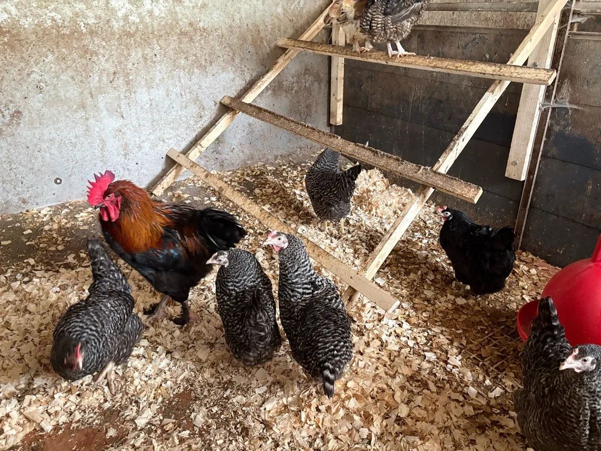 * Purebred Hens * - Image 2