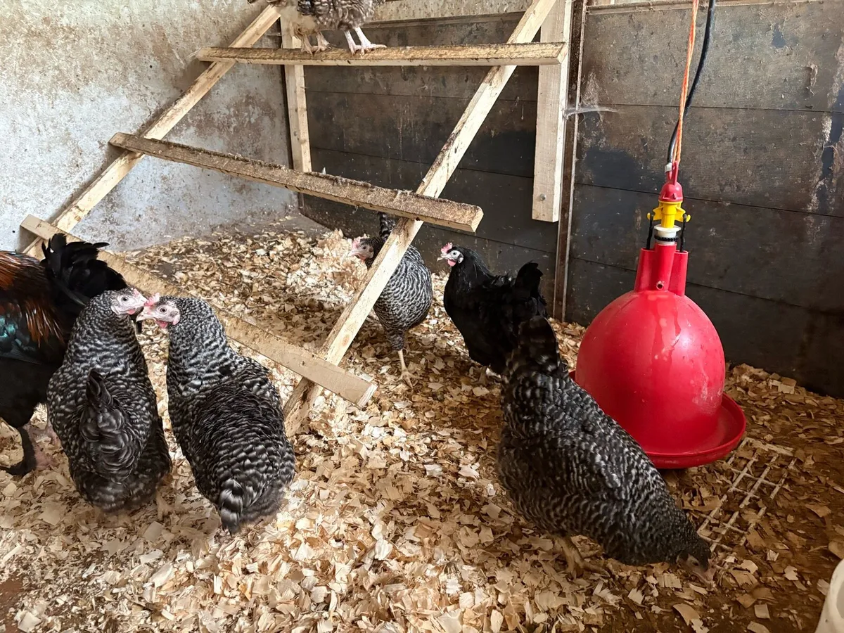 * Purebred Hens * - Image 3