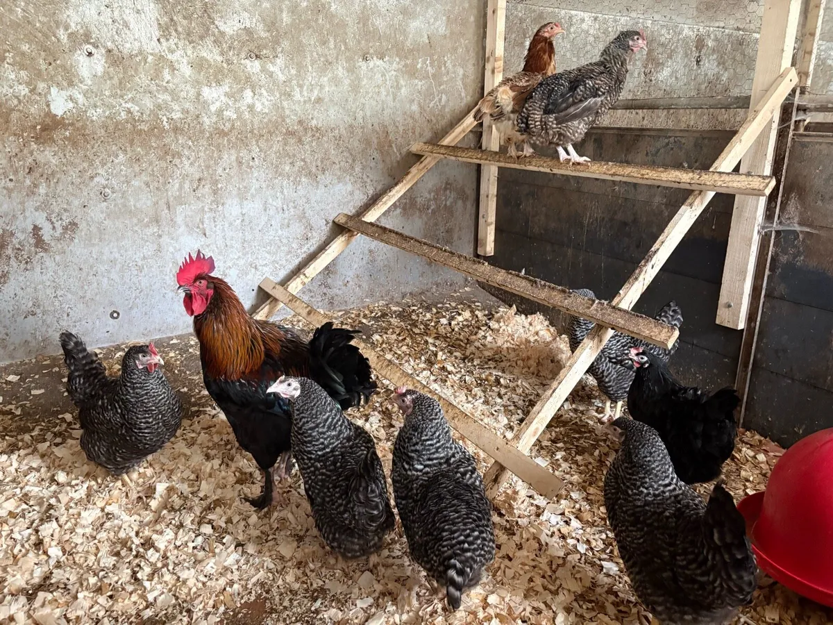 * Purebred Hens * - Image 4