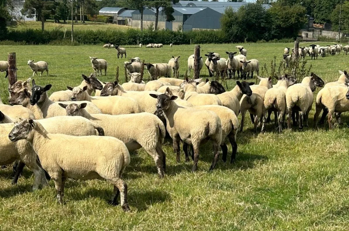 Hoggets - Image 1