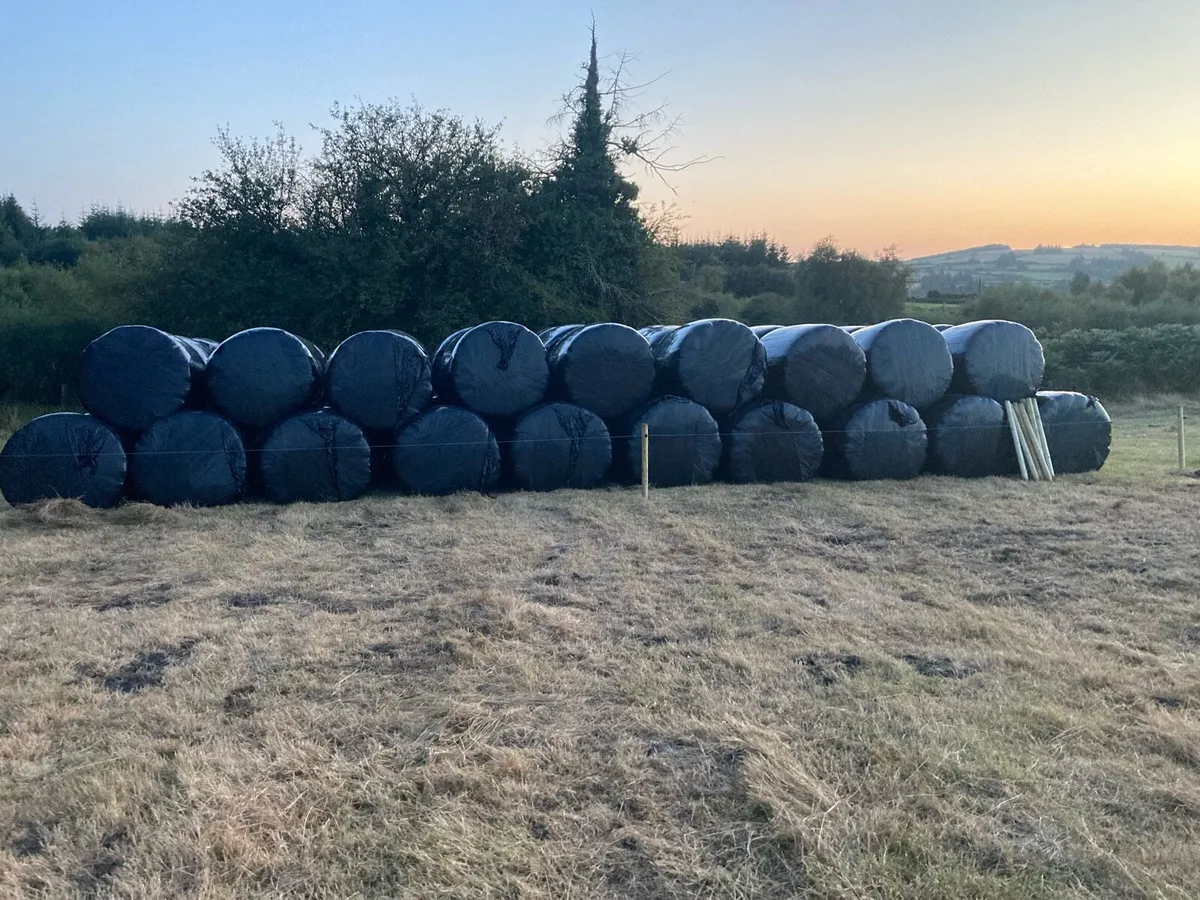 67 bales dry silage
