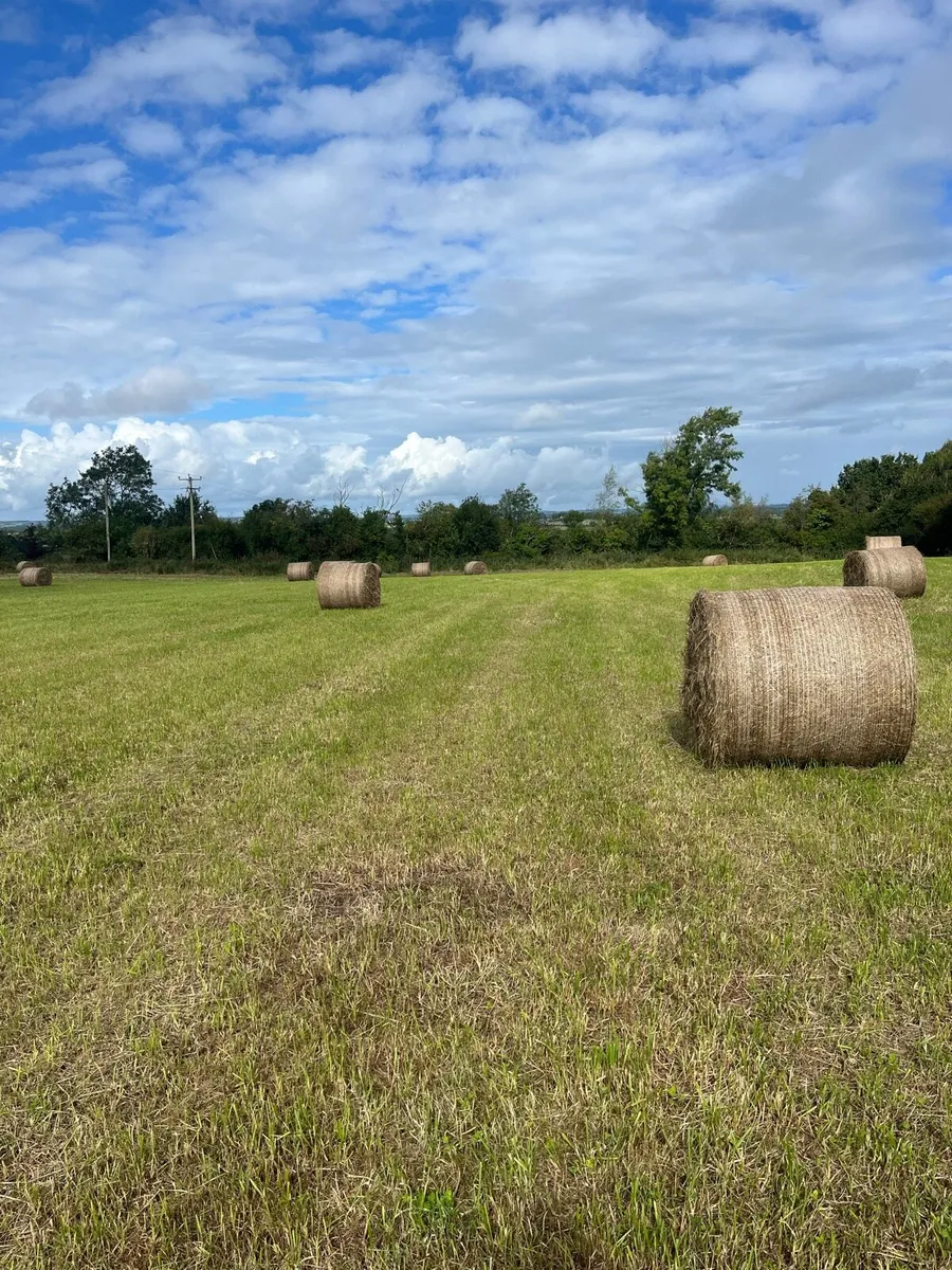 Hay round bales - Image 1