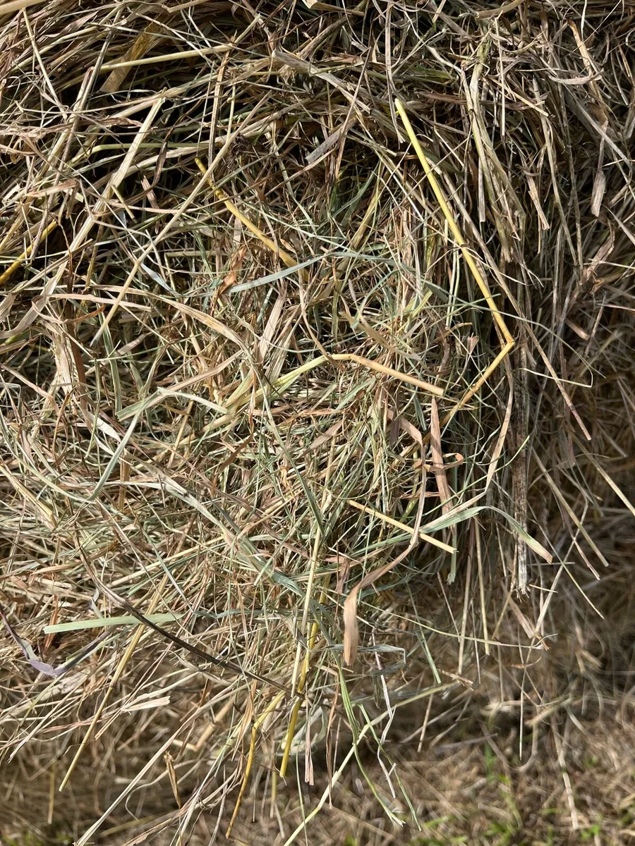 Hay round bales - Image 4