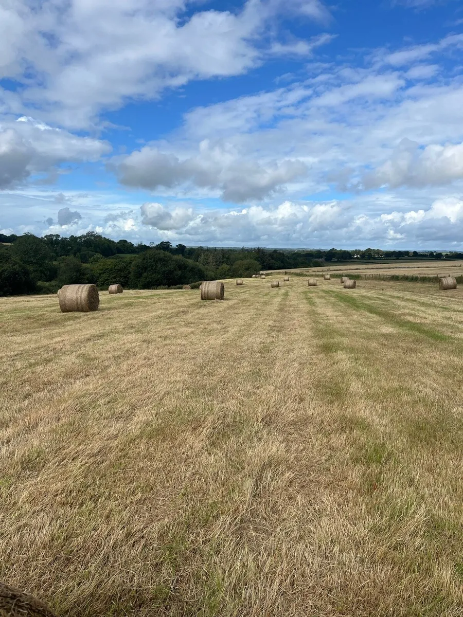 Hay round bales - Image 2