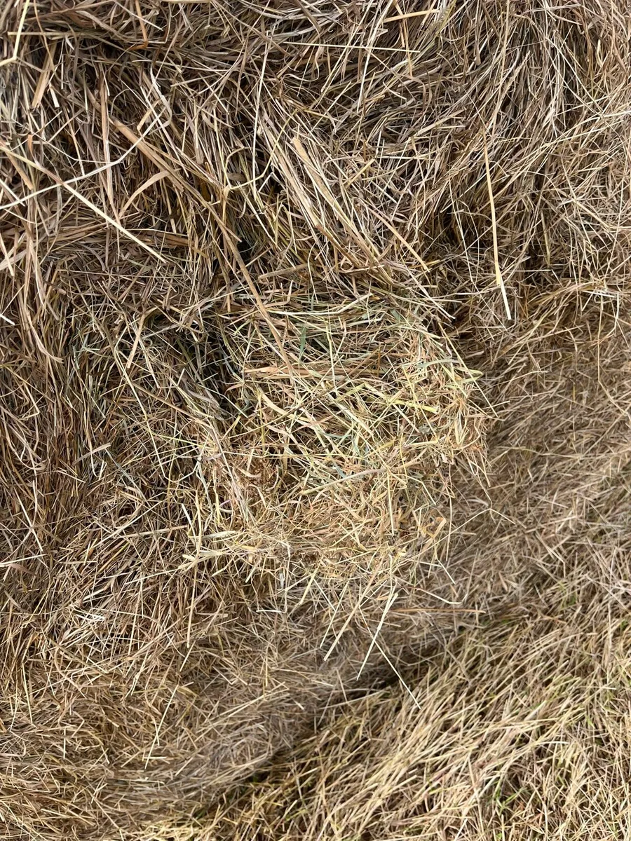 Hay round bales - Image 3