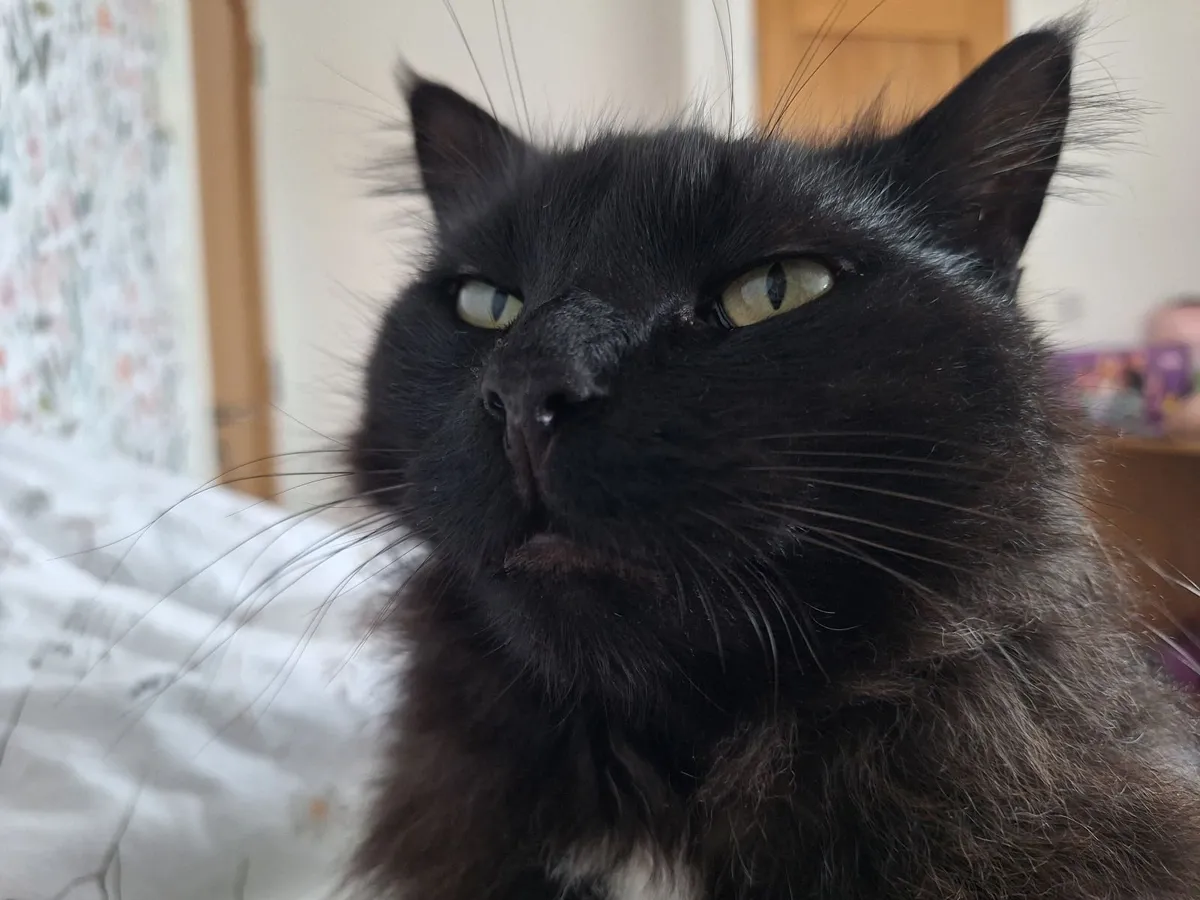 Cat - Image 2