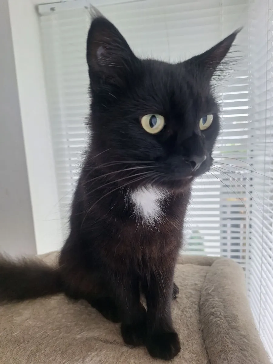 Cat - Image 1