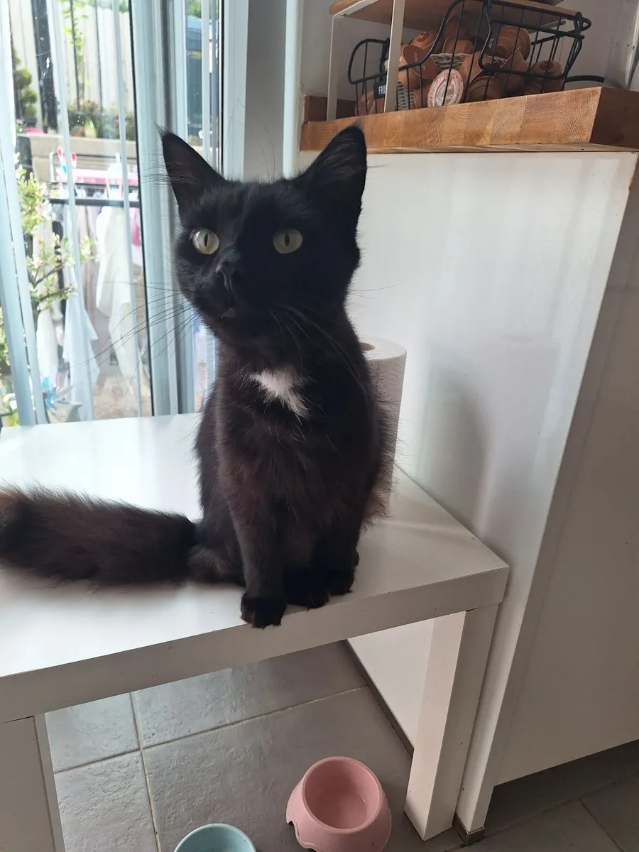 Cat - Image 3