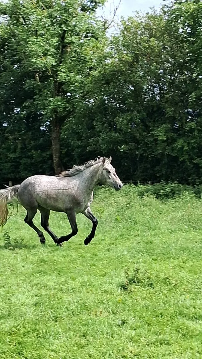Colt - Image 4