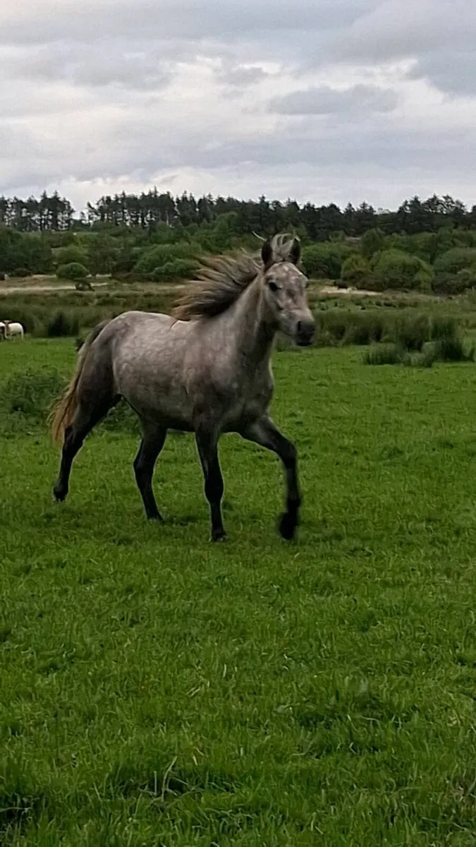 Colt - Image 1