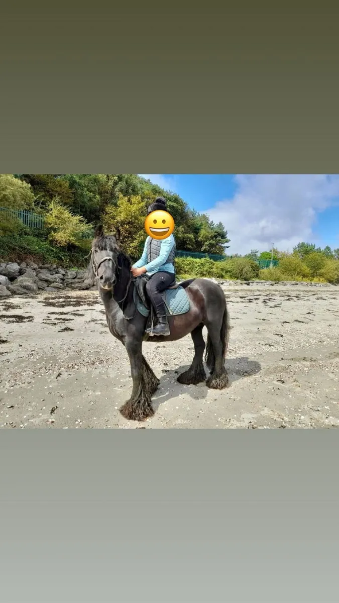 Pony for sale - Image 2