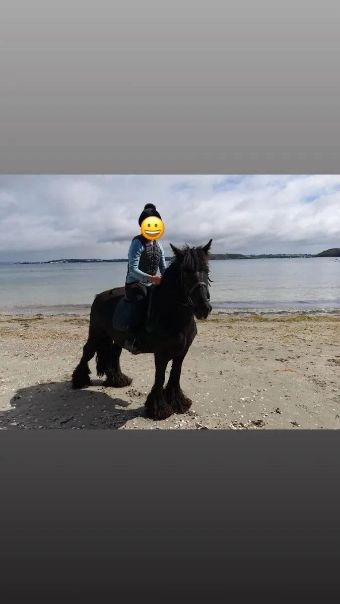 Pony for sale - Image 1