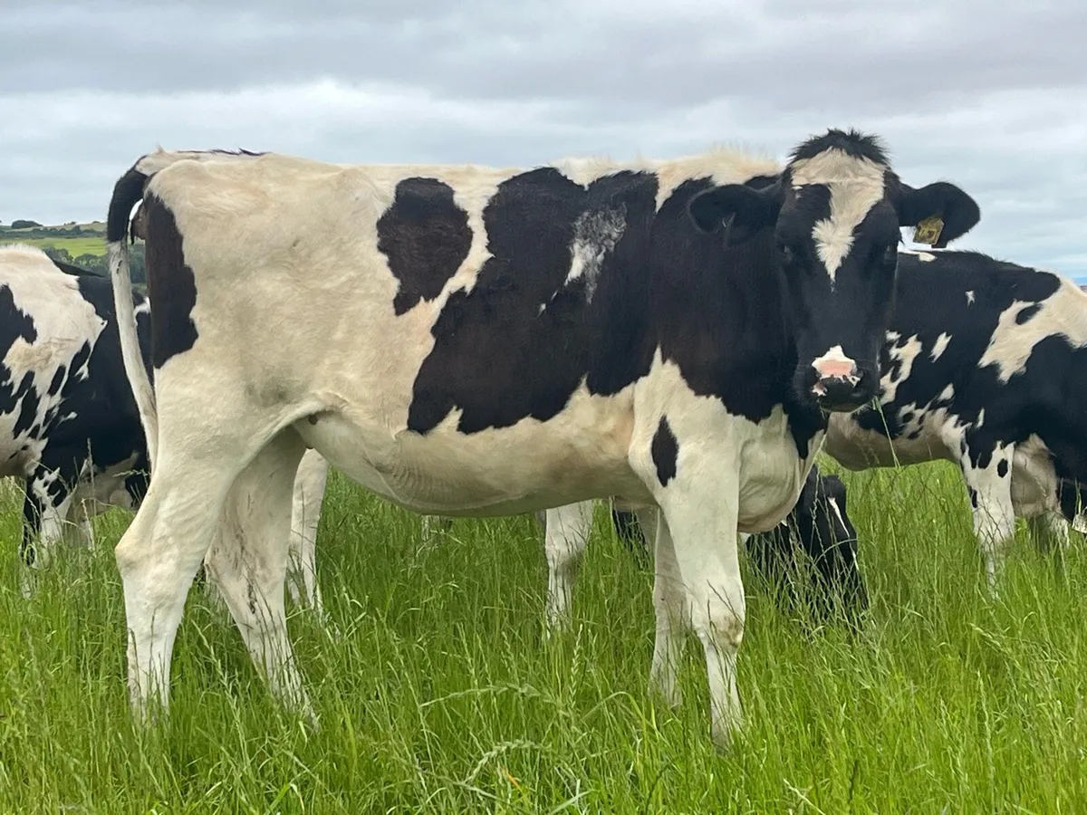 *Wanted* Autumn Bulling Heifers