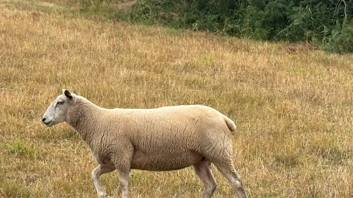 Real Quality  Hoggets - Image 2