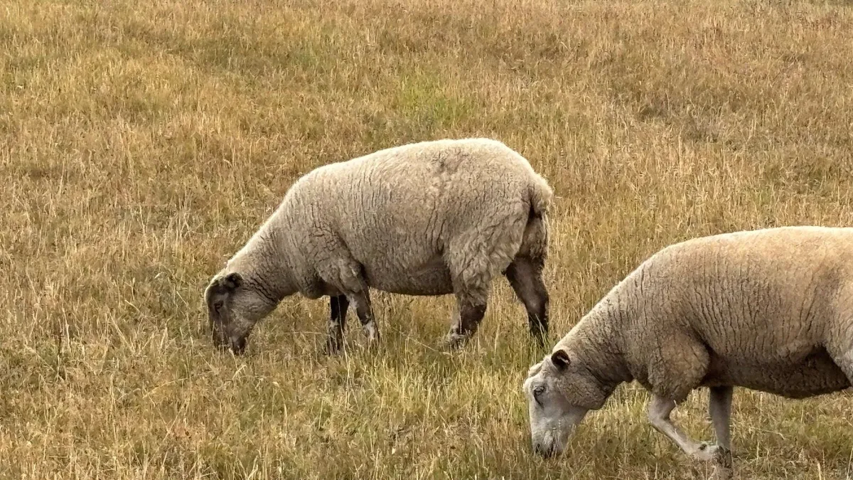 Real Quality  Hoggets - Image 3