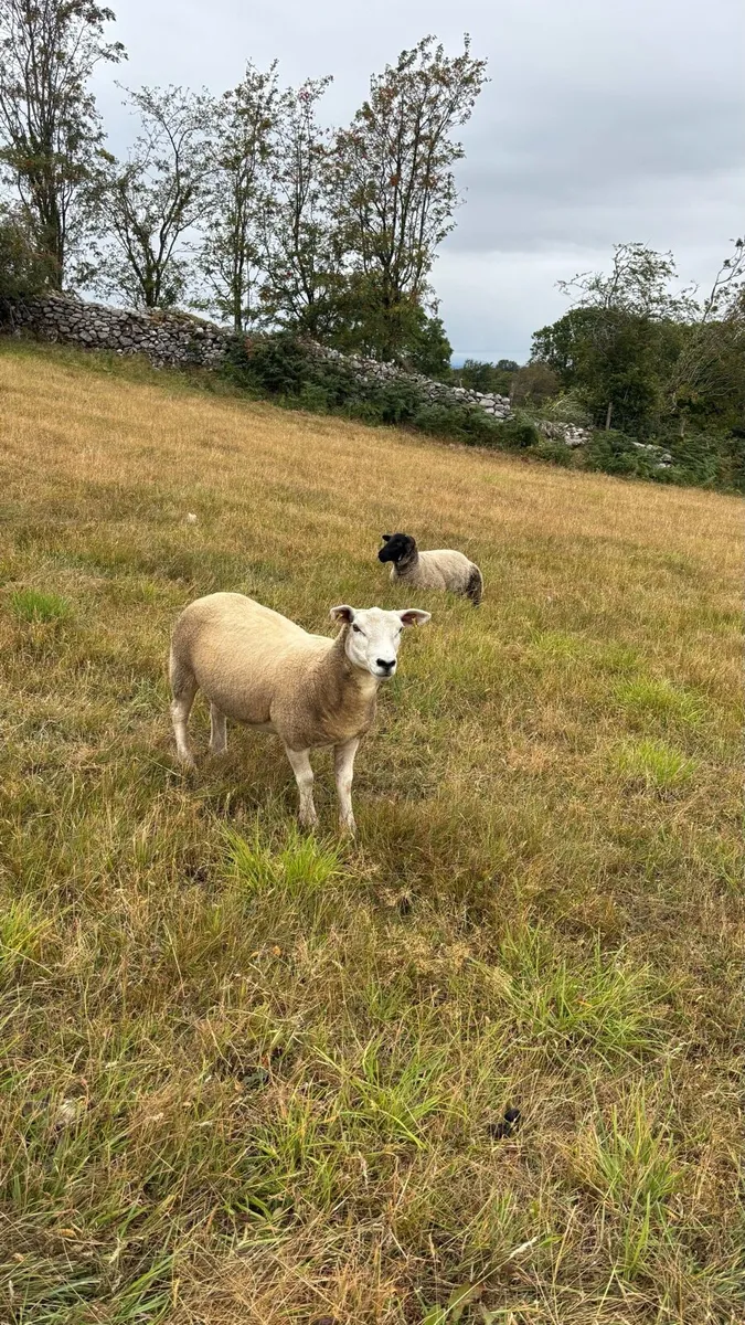 Real Quality  Hoggets - Image 1