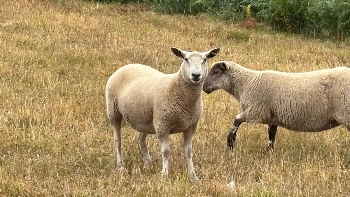 Real Quality  Hoggets - Image 4