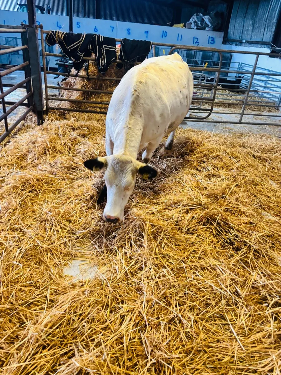 Fresh calved spekled park heifer - Image 1