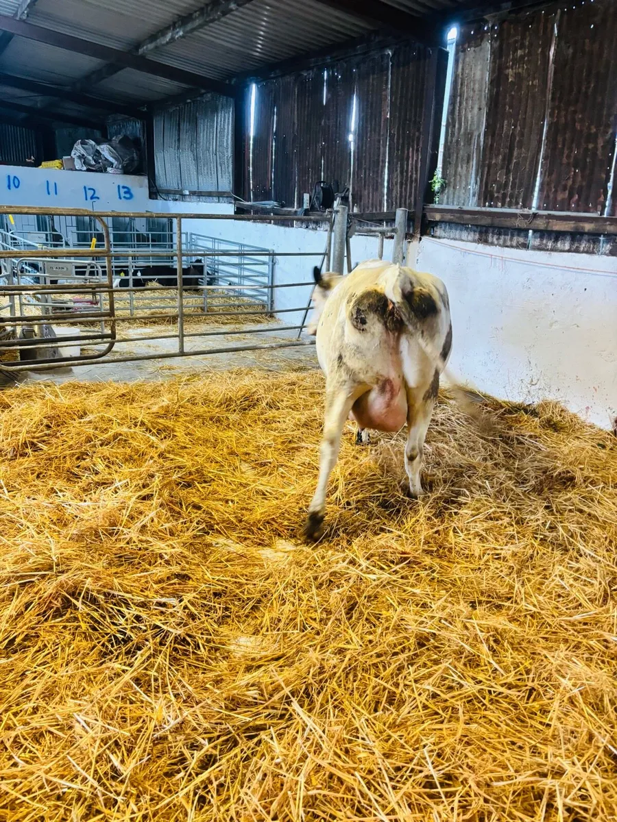 Fresh calved spekled park heifer - Image 2