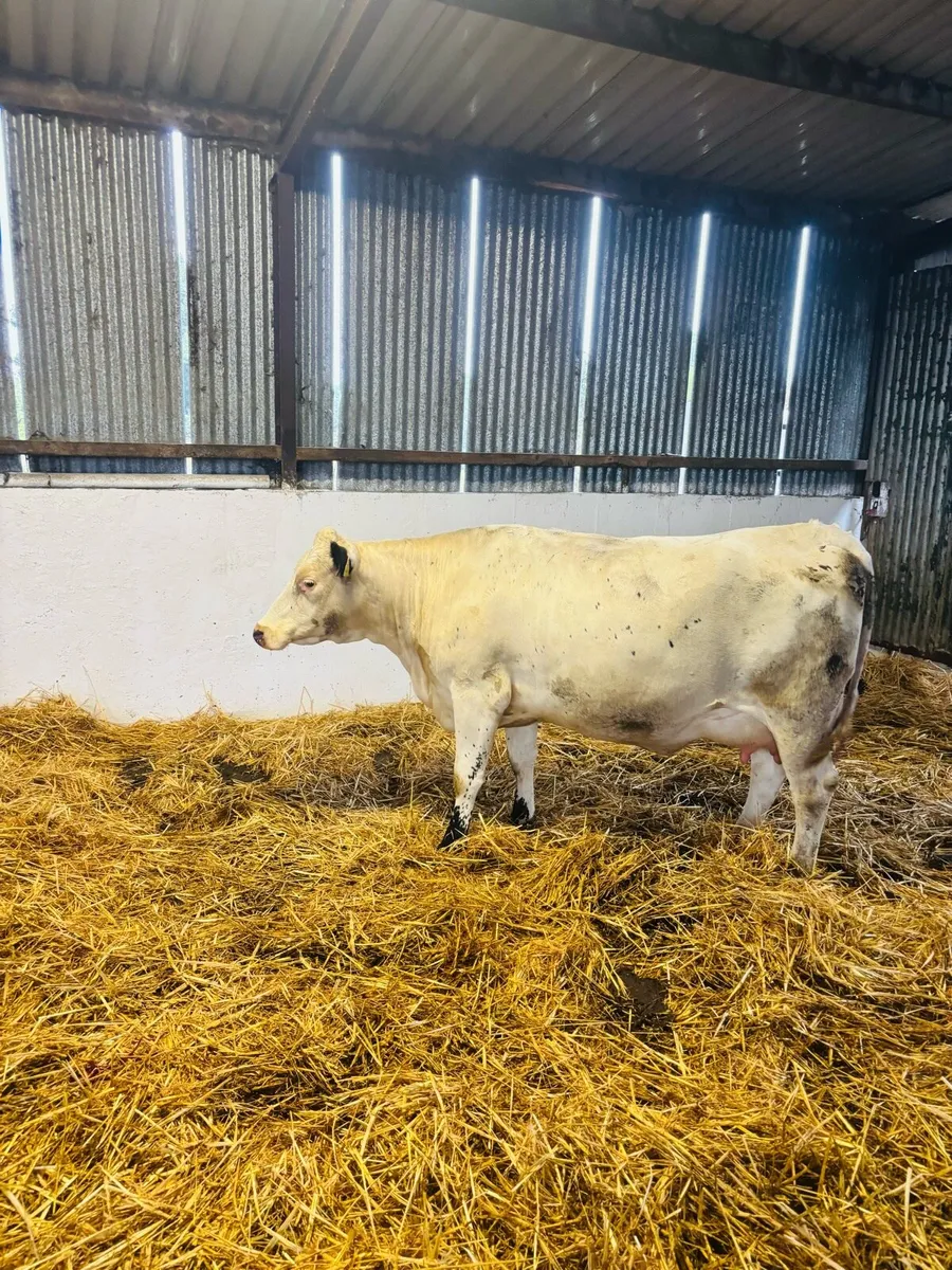 Fresh calved spekled park heifer - Image 3
