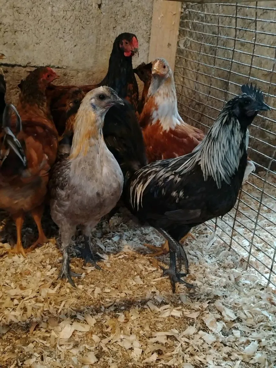 Young Roosters - Image 3