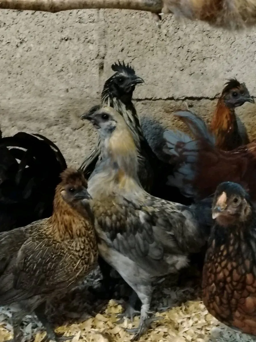 Young Roosters - Image 4