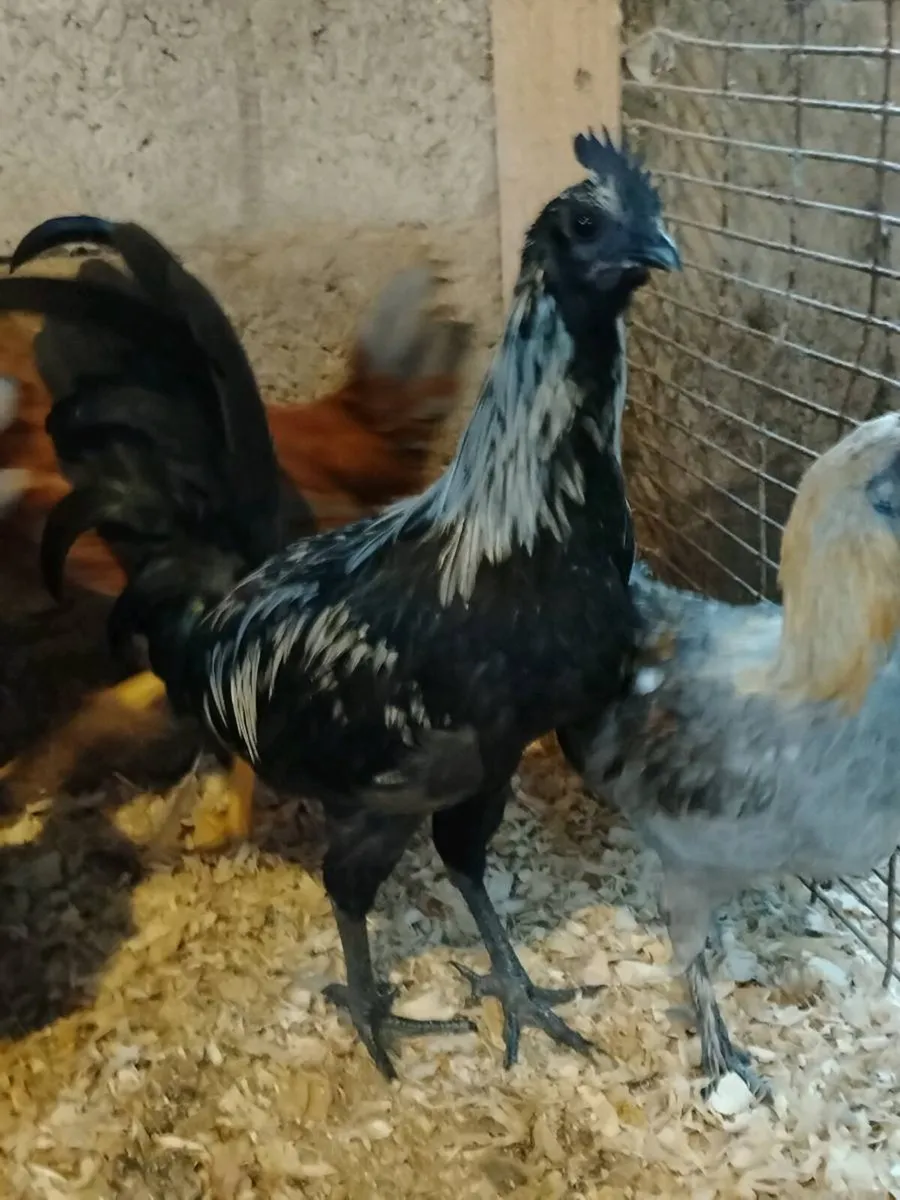 Young Roosters - Image 1