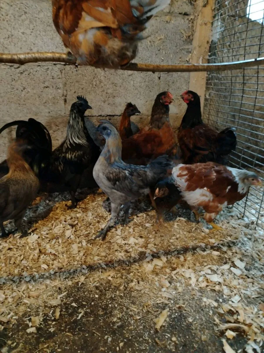 Young Roosters - Image 2