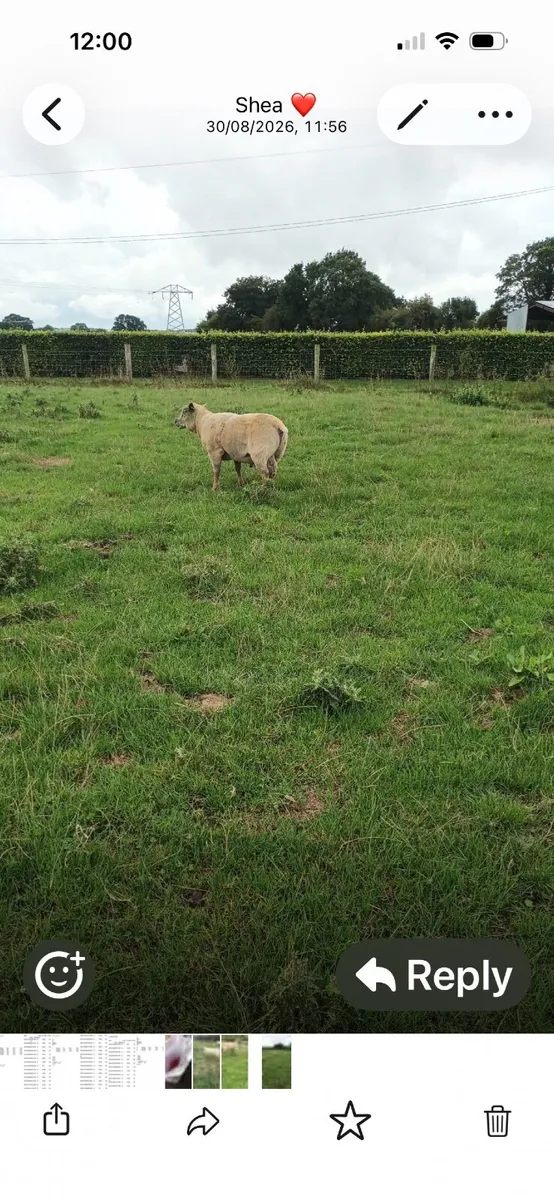 Vendeen Rams - Image 2